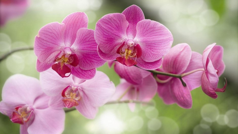 Доброе утро орхидеи