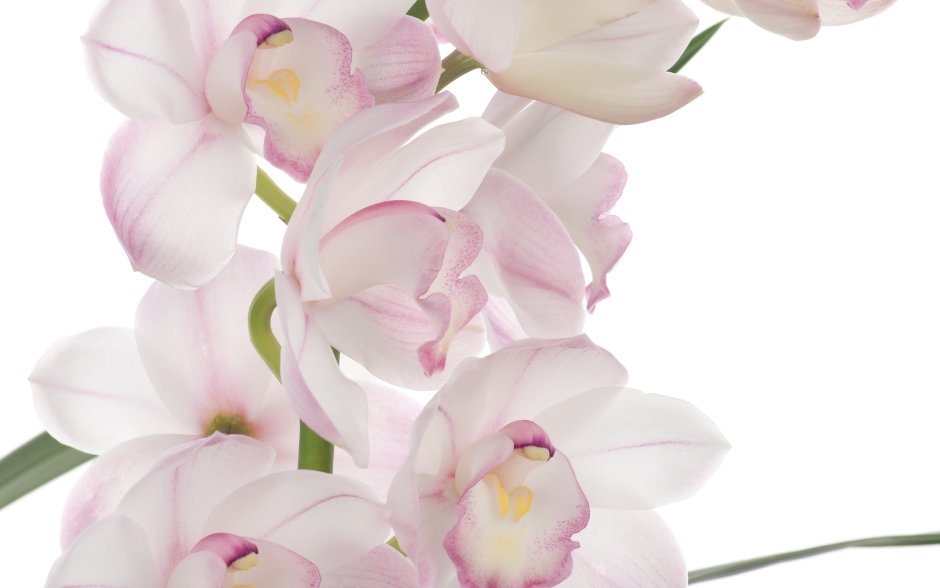 Красочные фоны с орхидеями