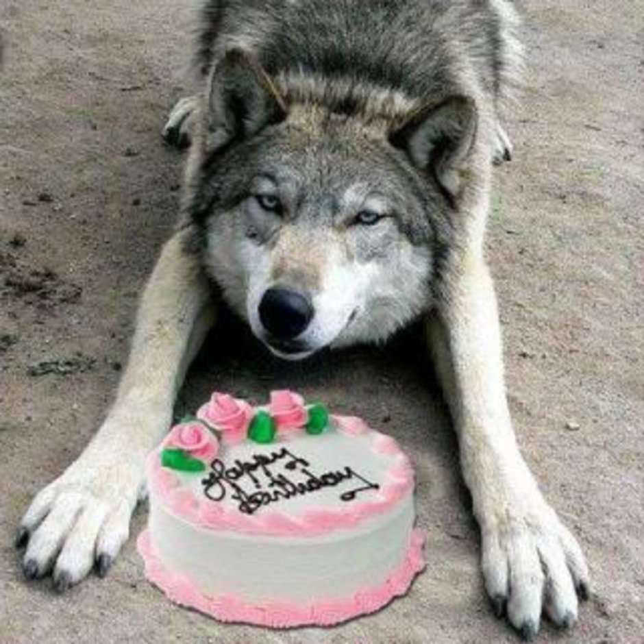 Поздравление с днем рождения волк