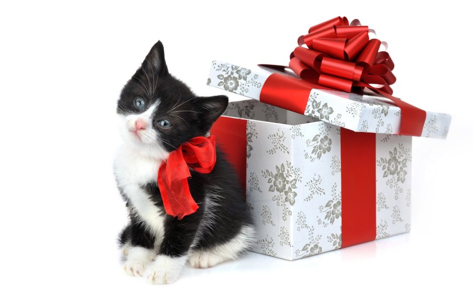 Кот в подарочной коробке