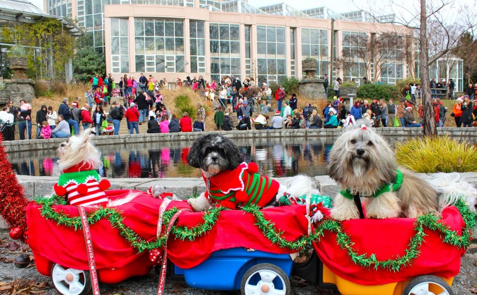 Собаки на Рождественском параде