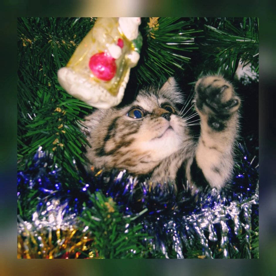 Кошка под елкой