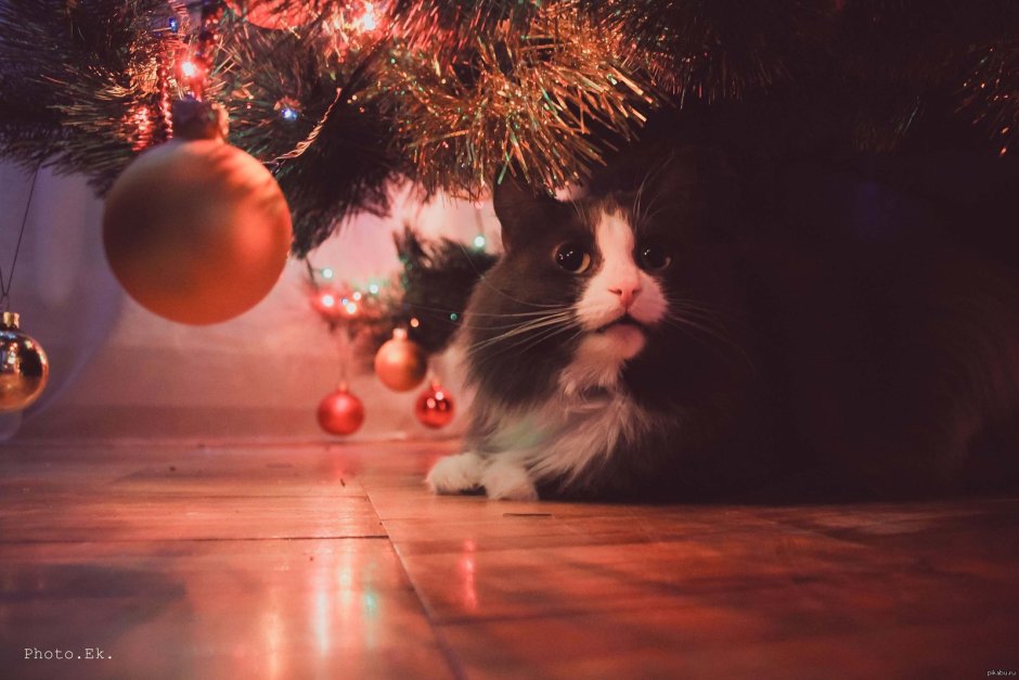 Ёлка кот и новый год Карусель