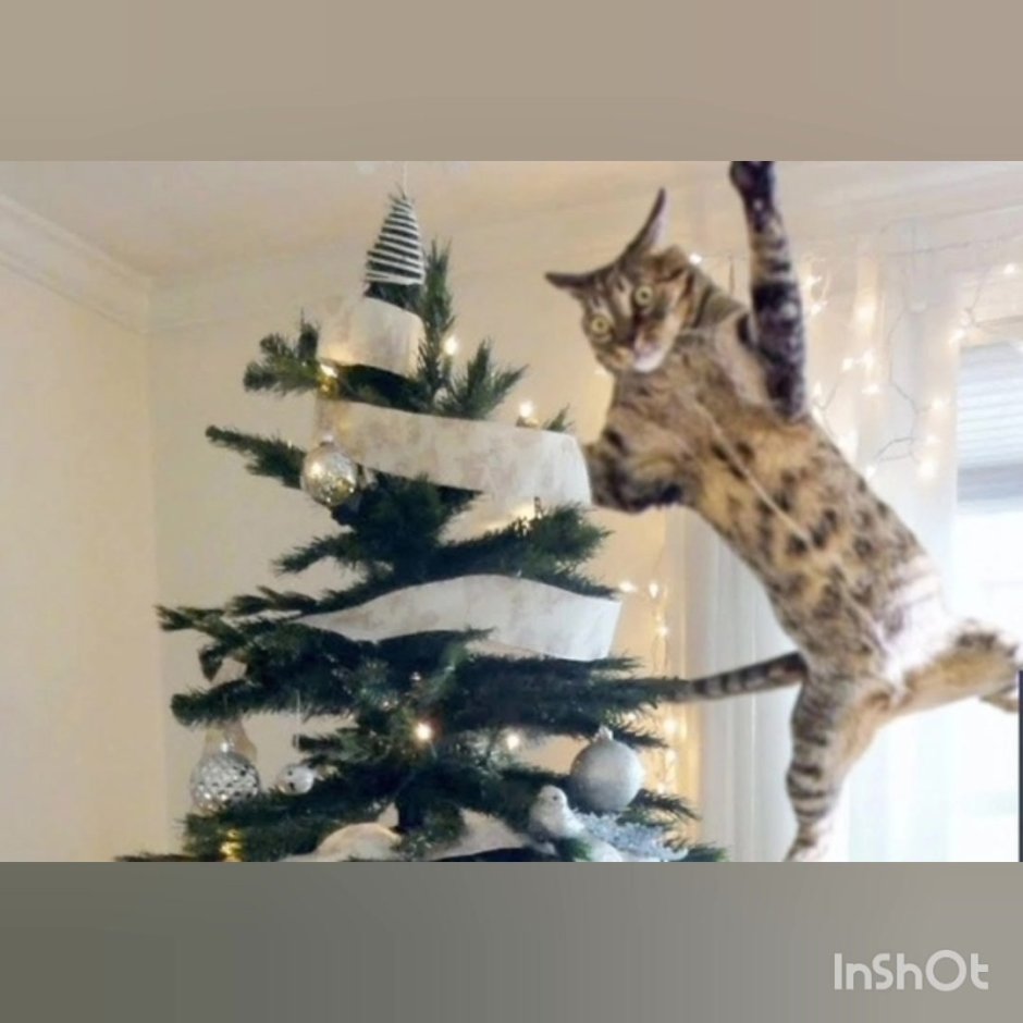 Кот наряжает елку