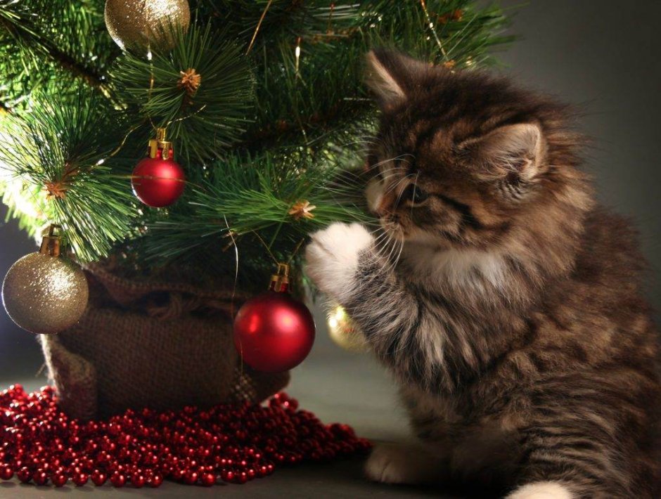Котенок под елкой