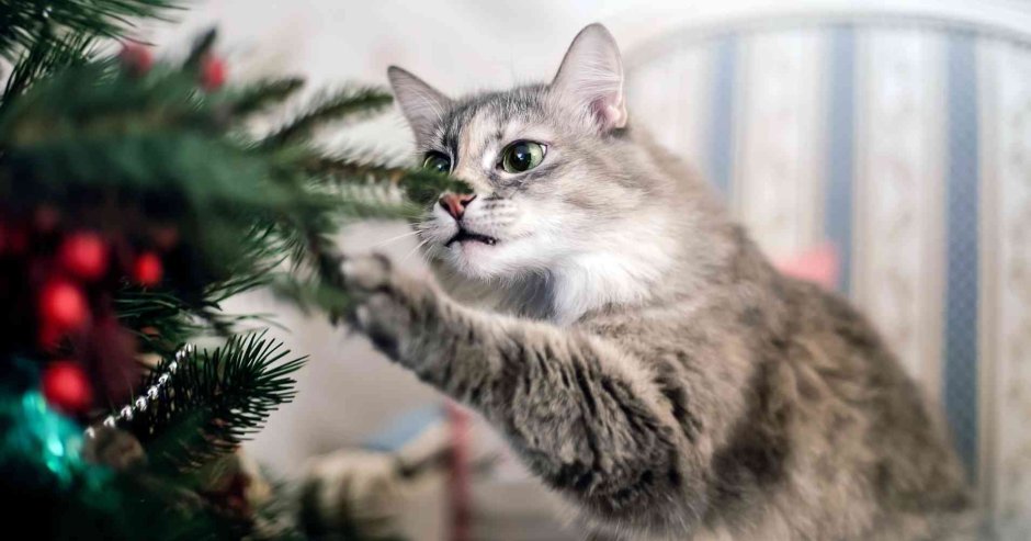 Котик под елкой