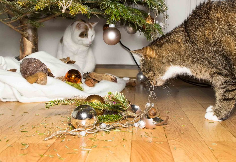 Новогодняя елка и кот