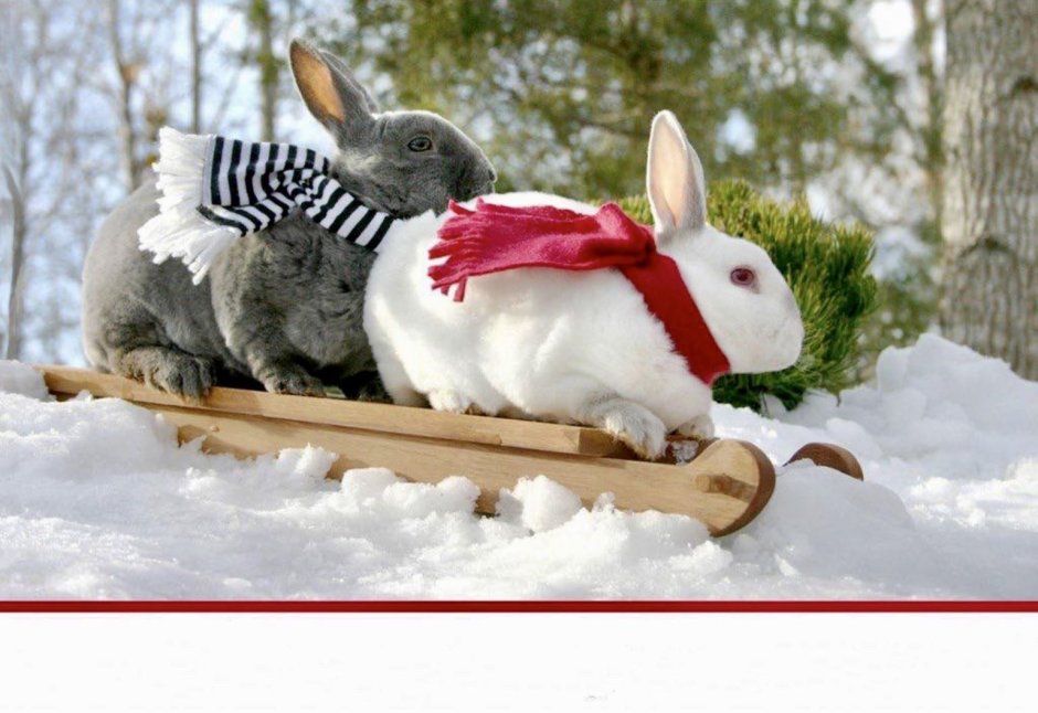 Заяц поздравляет с Рождеством