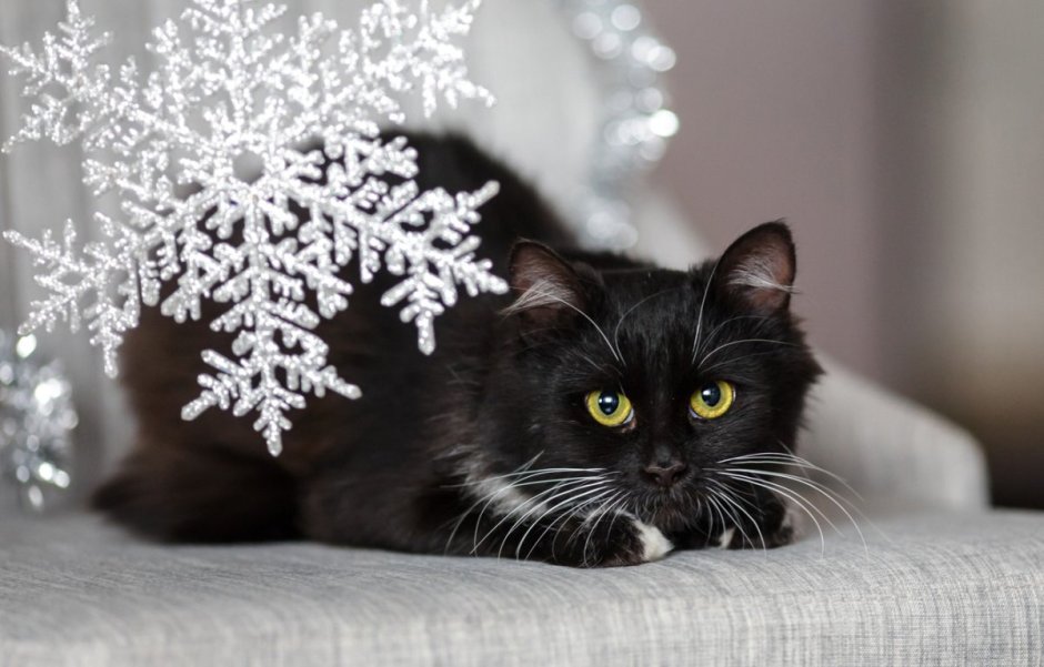 Новогодний черный кот