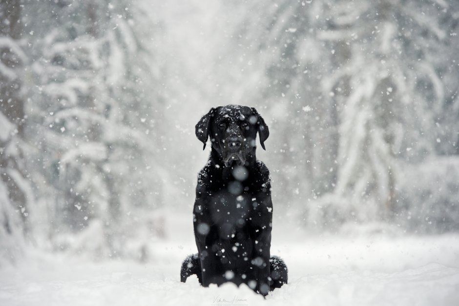 Собака на улице под снегом