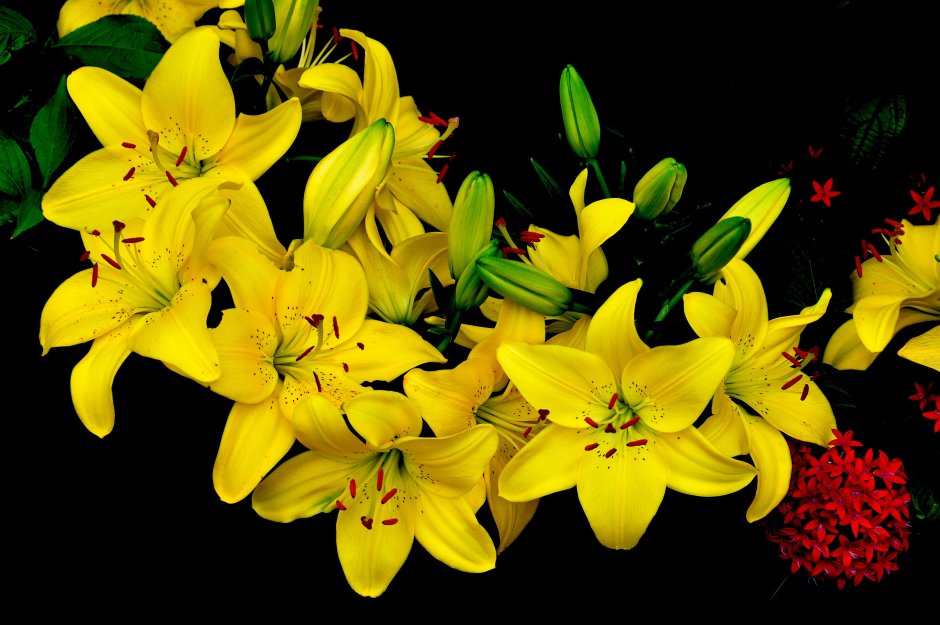 Metox желтые лилии