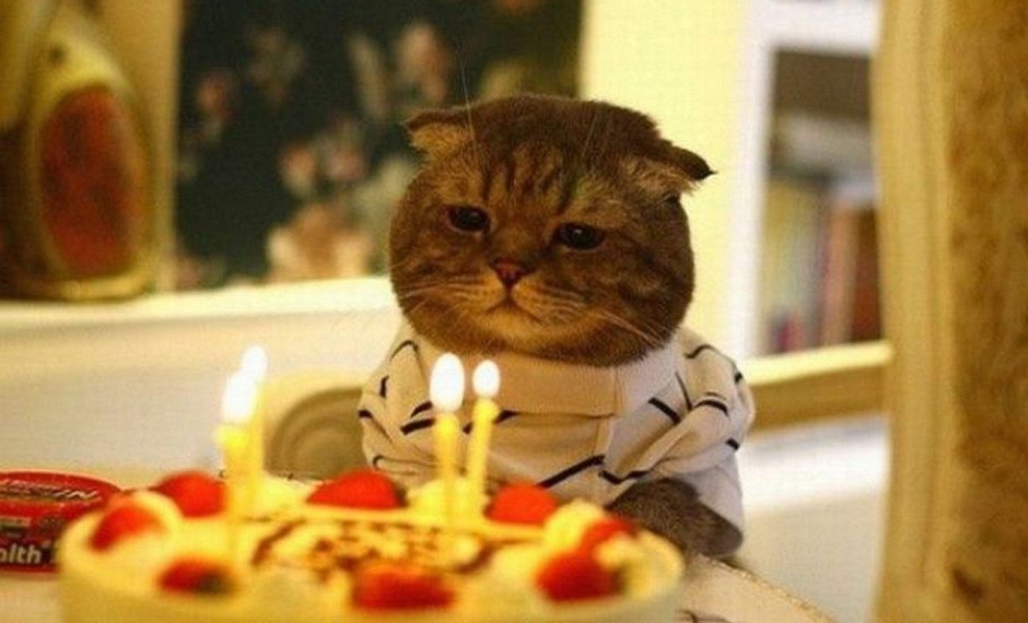 Грустный котик с тортиком