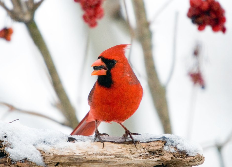 Красная Новогодняя птичка