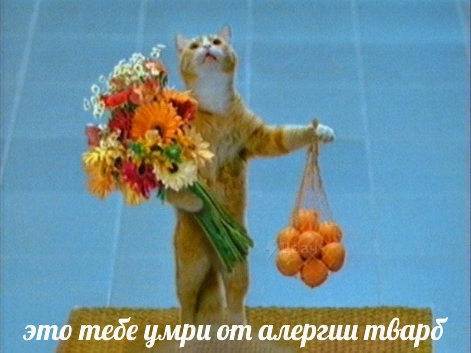 Кот с букетом и апельсинами