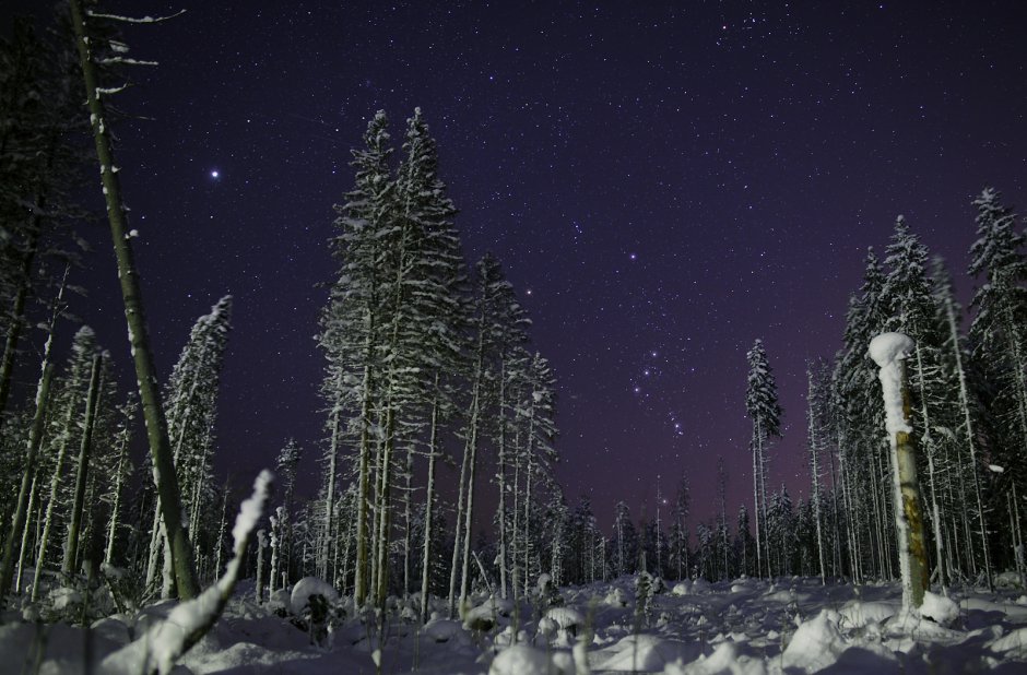 Зимний Сосновый лес ночью