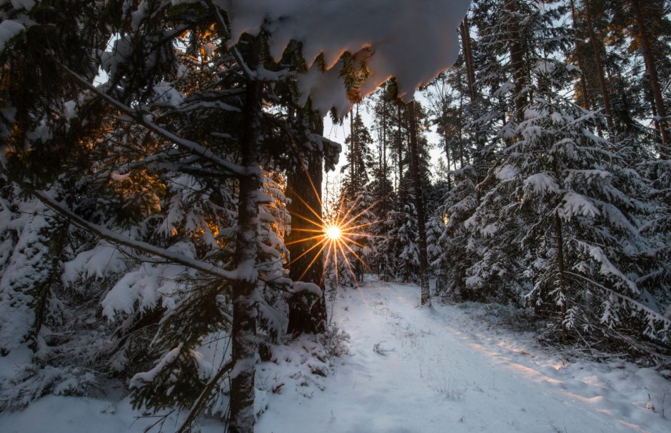 Солнце зимой в лесу