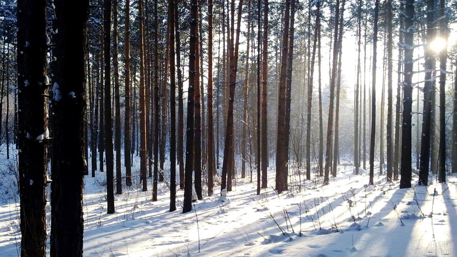 Зимний Сосновый лес