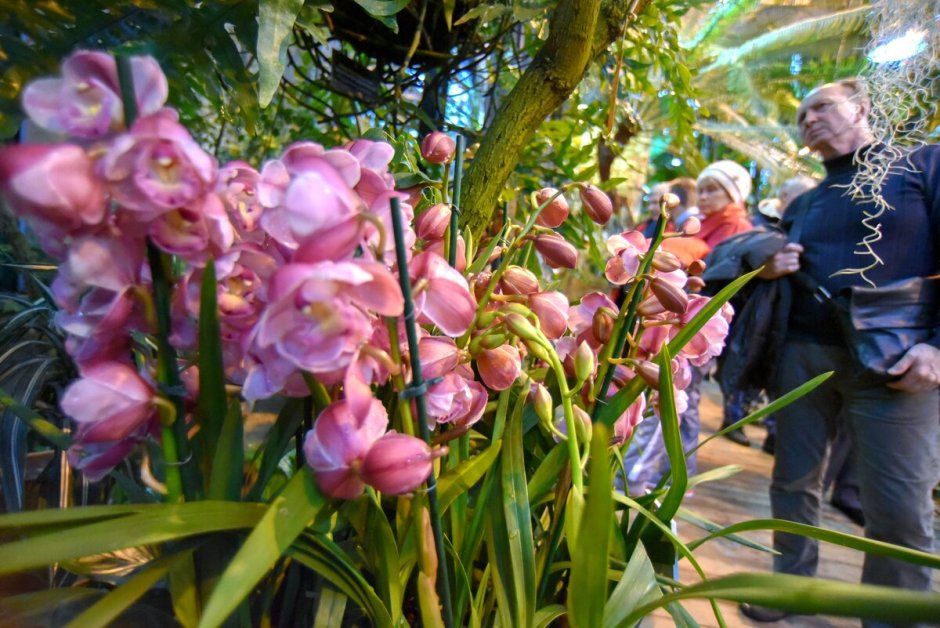 Аптекарский огород орхидеи