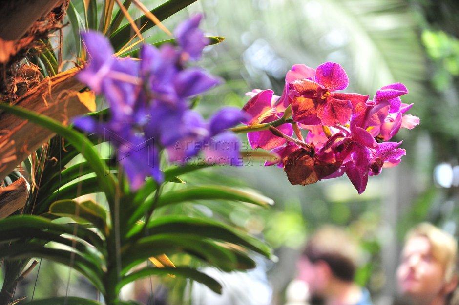 Ботанический сад МГУ орхидеи