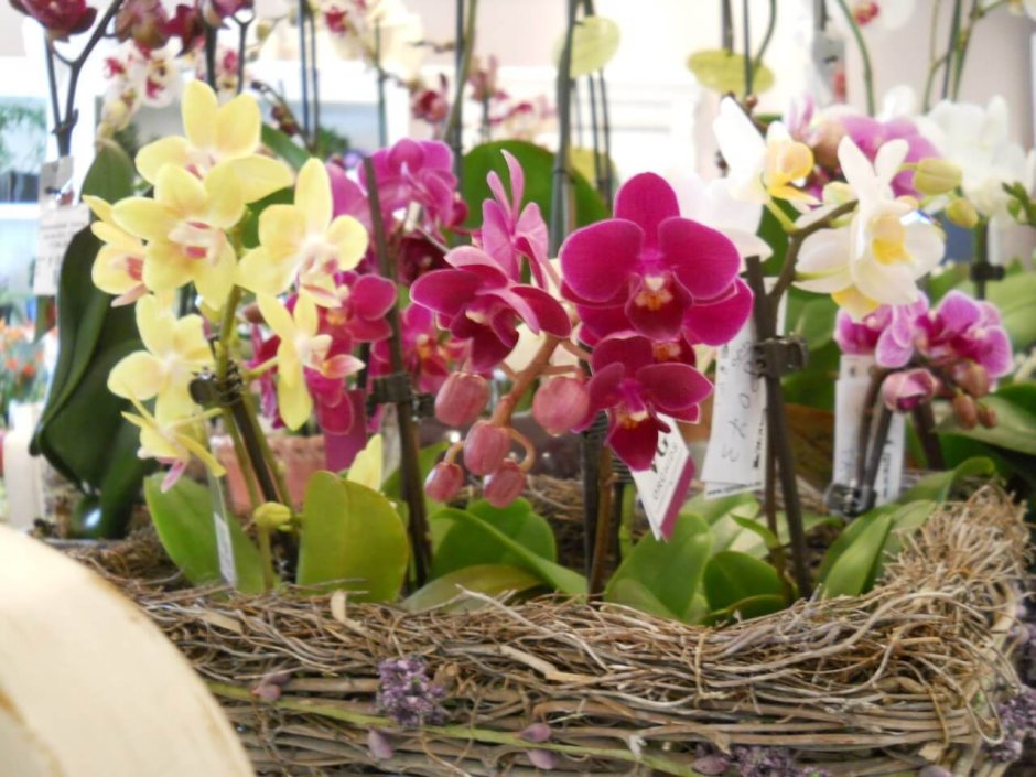Фестиваль орхидей в Коста Рике