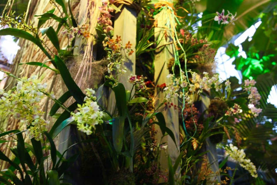Орхидея Монако