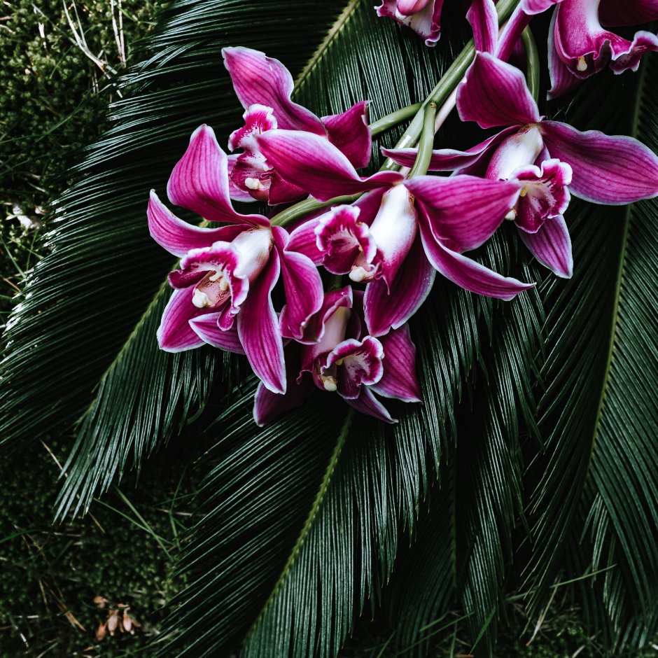 Аптекарский огород фестиваль орхидей «Тропическая зима»