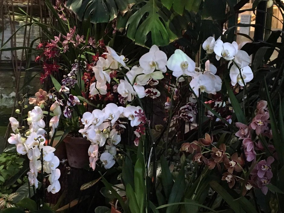 Фестиваль орхидей «Тропическая зима»