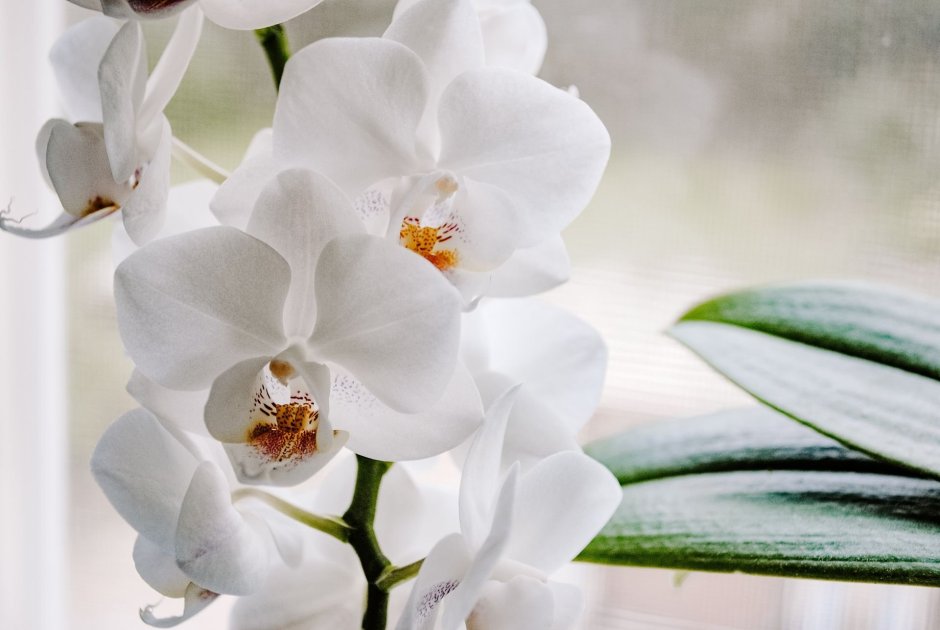 Аптекарский огород фестиваль орхидей «Тропическая зима»