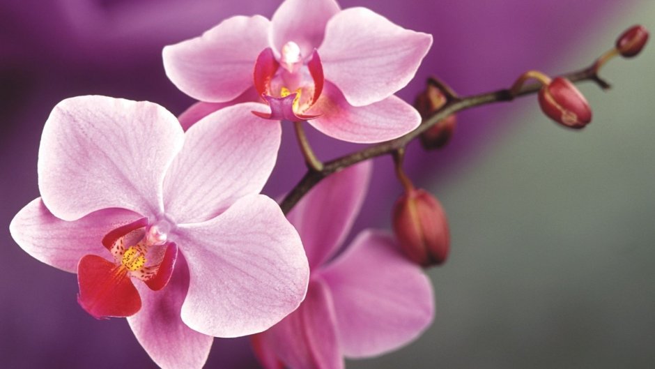 Фестиваль орхидей во Франции