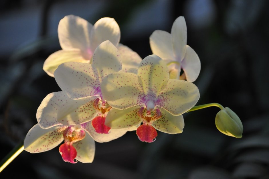 Черная Орхидея в Аптекарском огороде