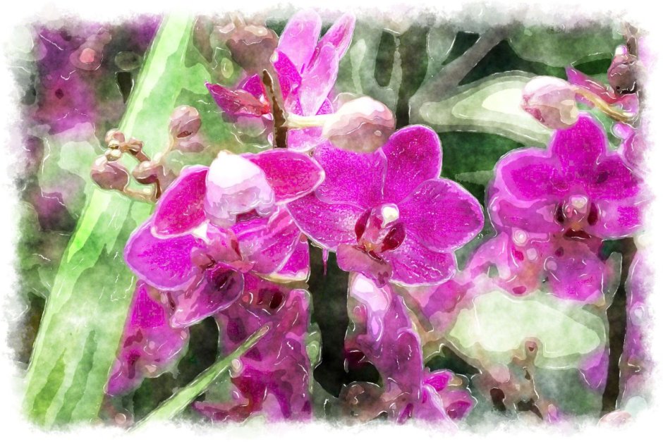 Аптекарский огород растения орхидеи