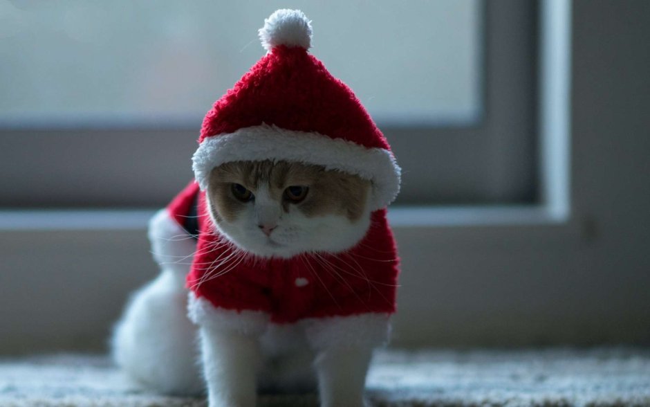 Котик в новогодней шапке
