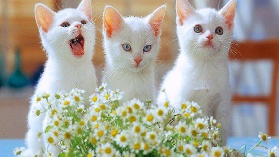 Белая кошка и цветы