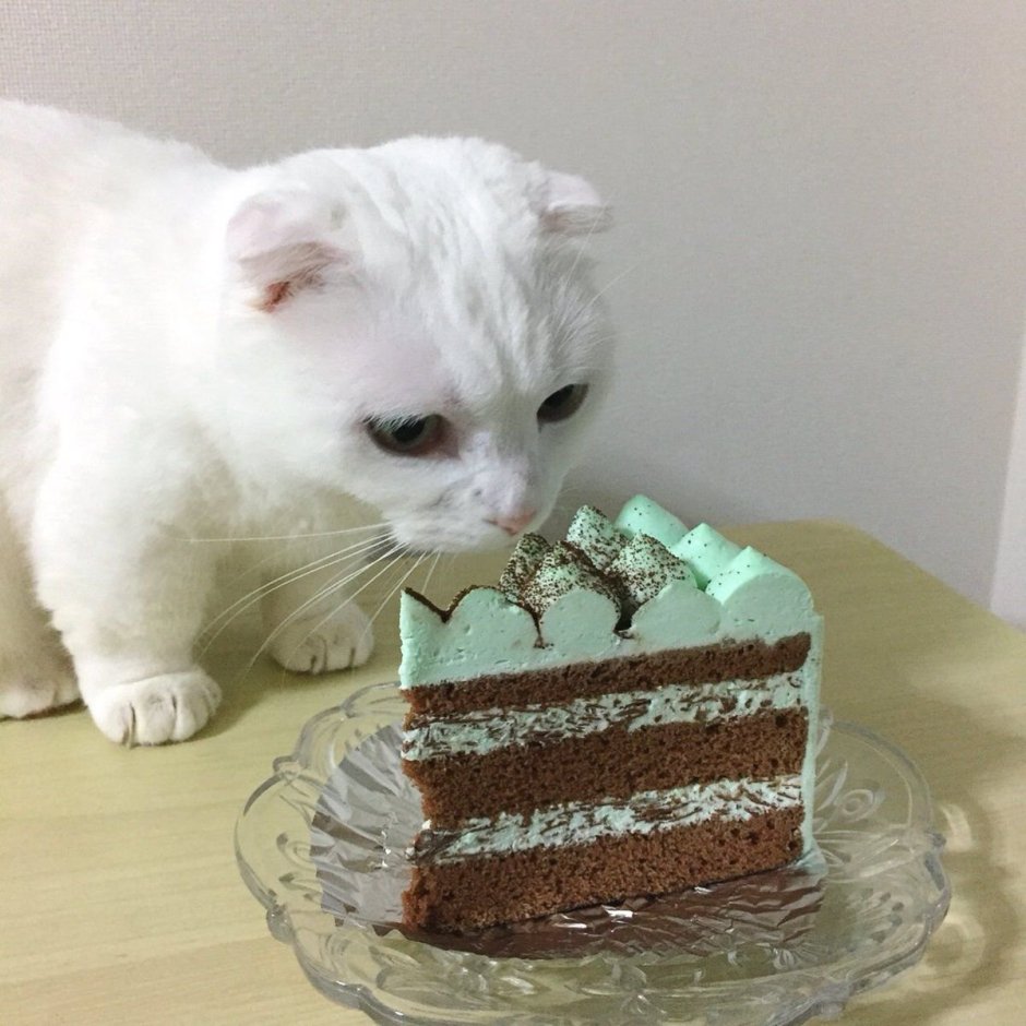 Торт Фелисити Единорожная кошка