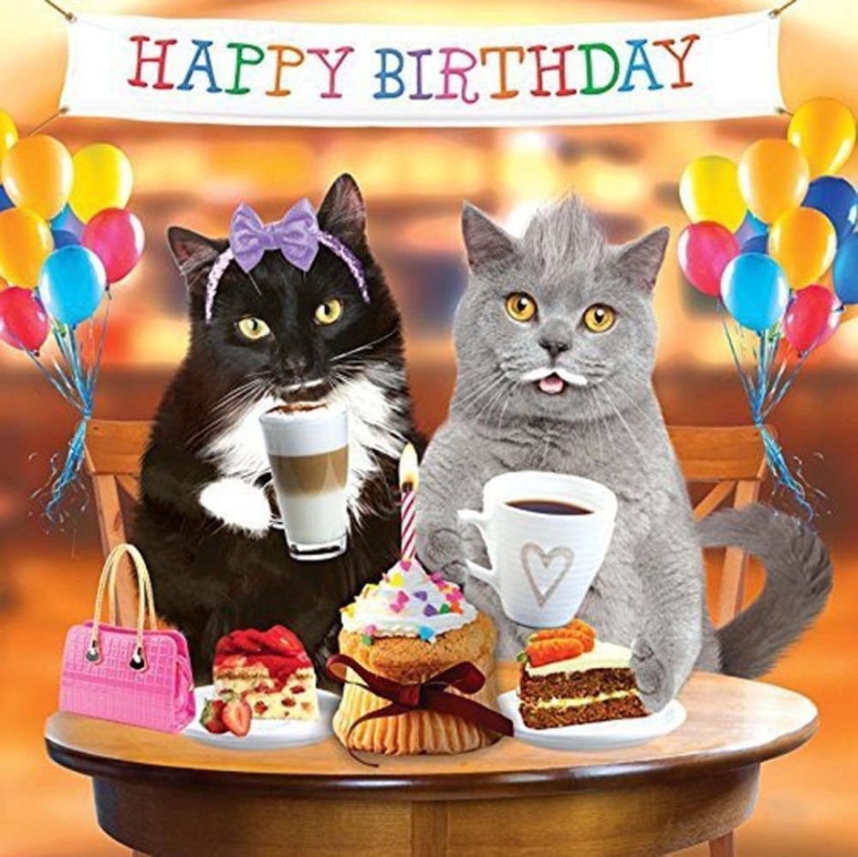 Поздравление с днем рождения с котом