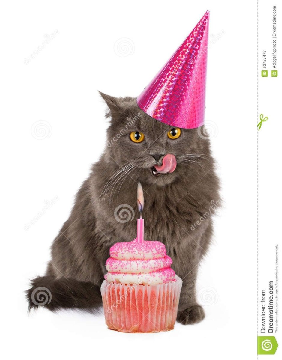 Котик в колпаке с днем рождения
