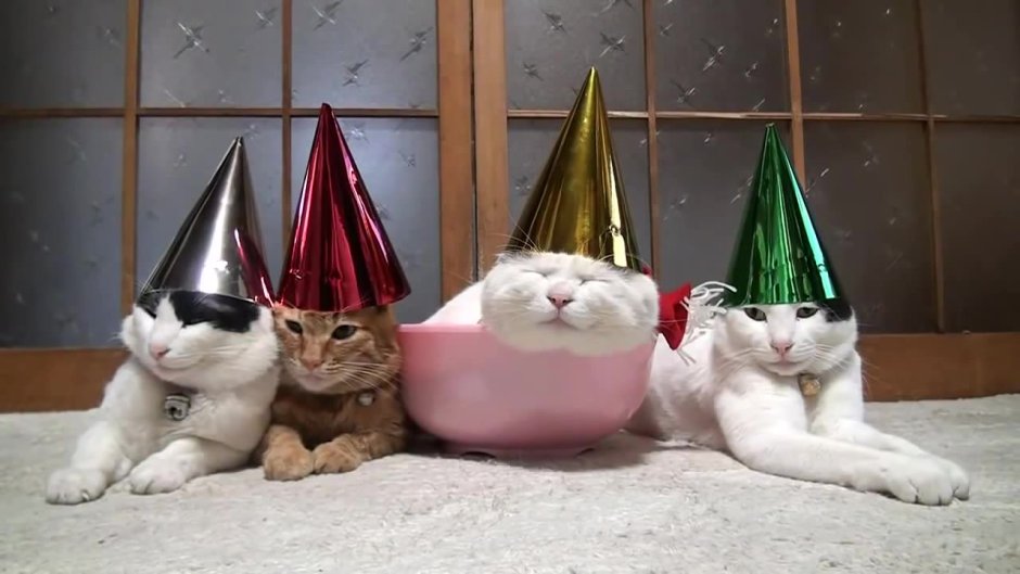 Коты в праздничных колпаках