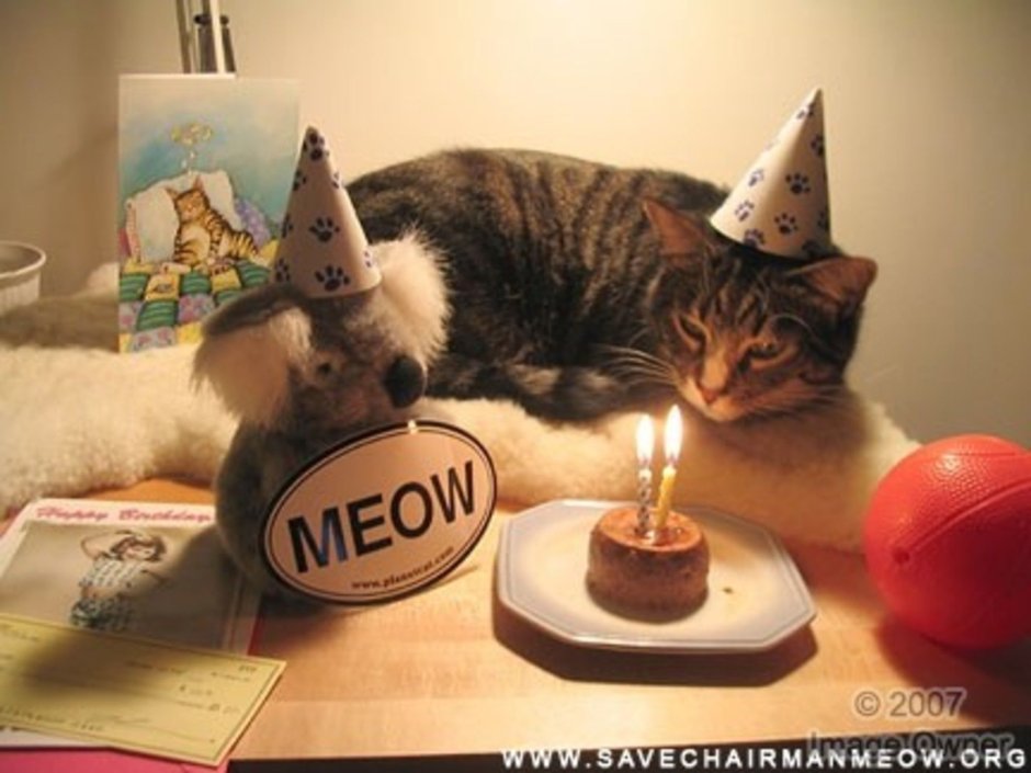 Кот один в день рождения