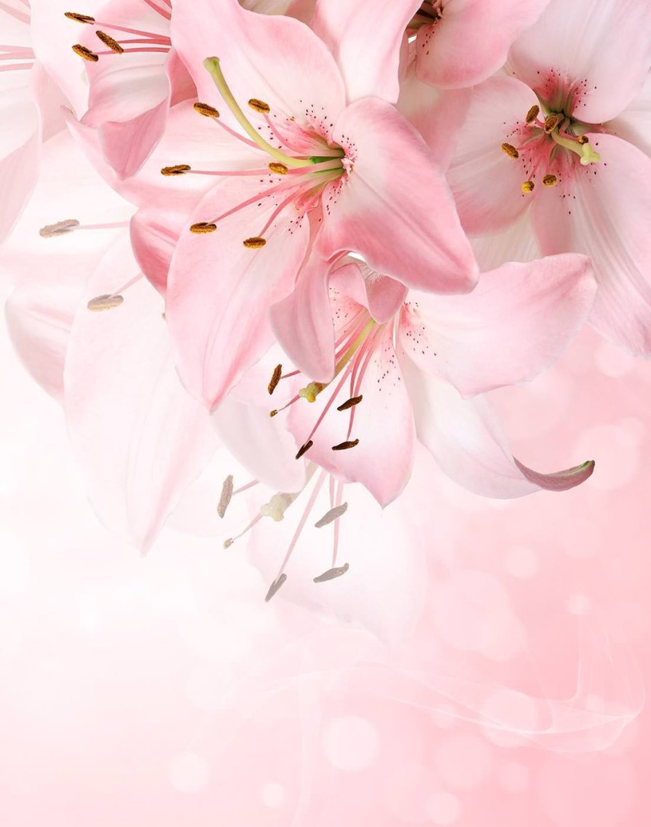 Нежно розовые лилии