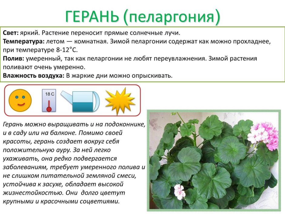 Паспорт комнатных растений пеларгония