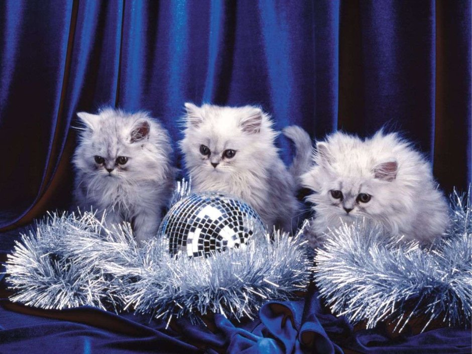 Новогодние пушистые котята
