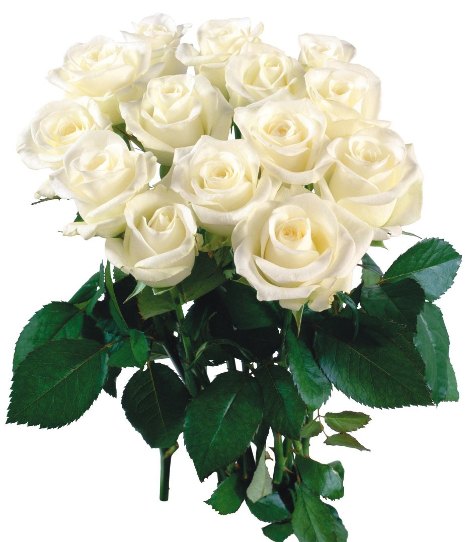 Шикарные белые розы в коробке