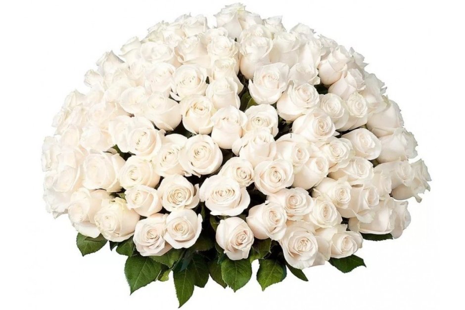 Букет белых роз фото