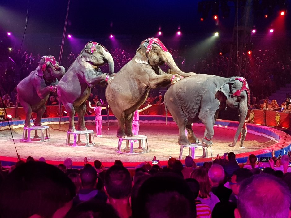 Идол 2016 большой цирк