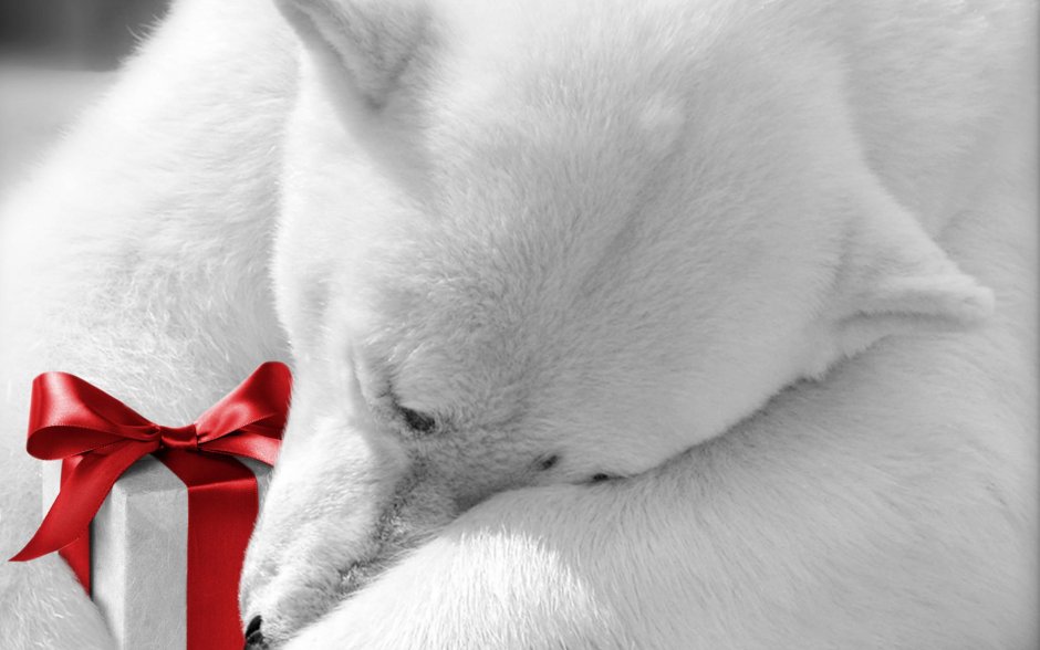 Медвежонок белый с подарком