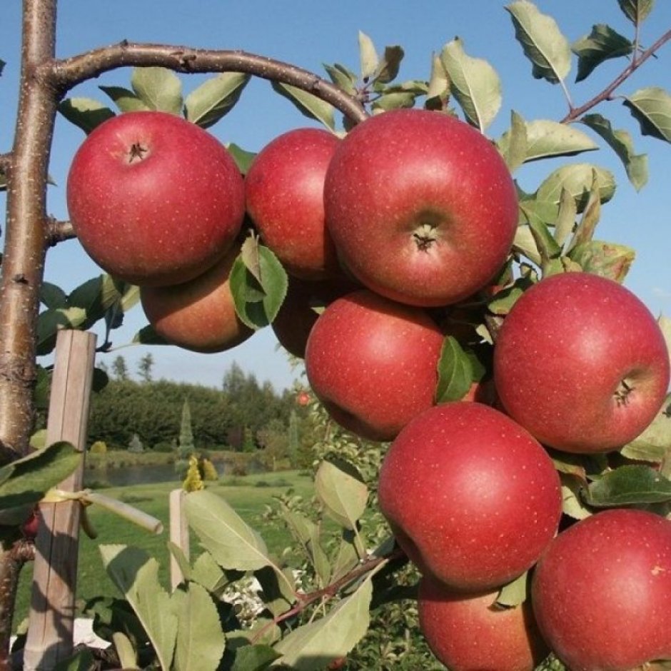 Деревенский яблочный сад