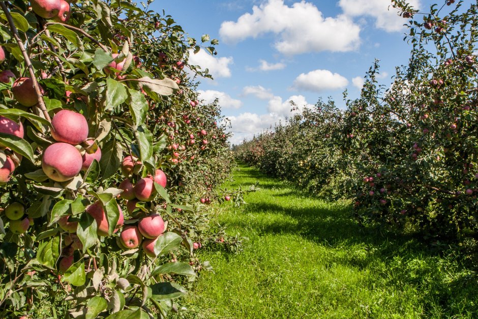 Торговля яблоками садоводами