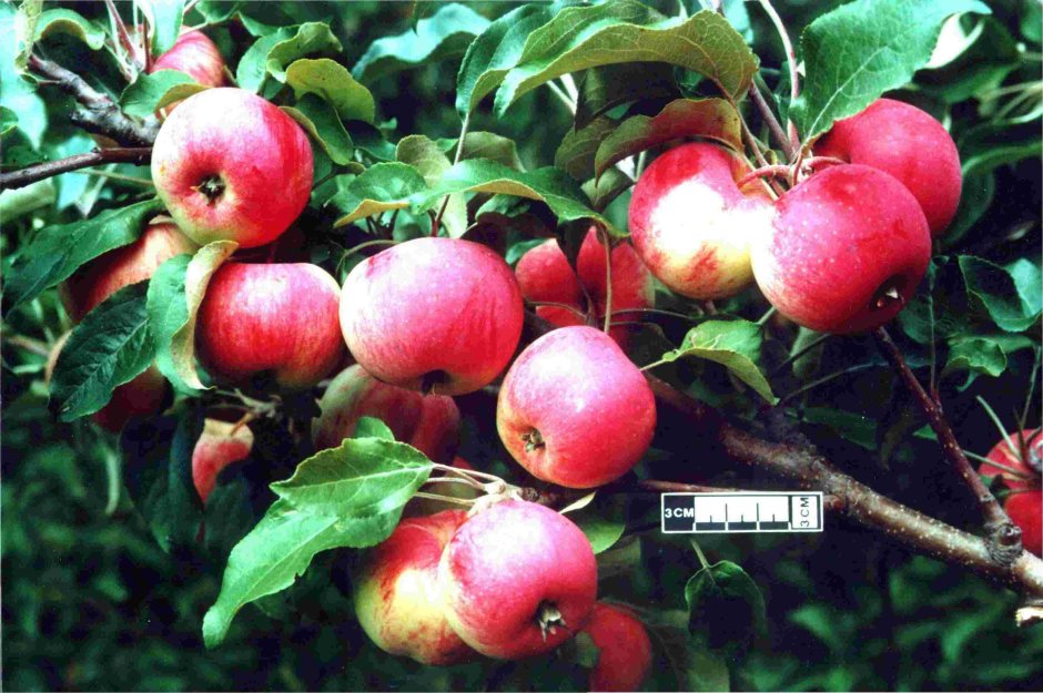 Яблоня сорта Яндыковское