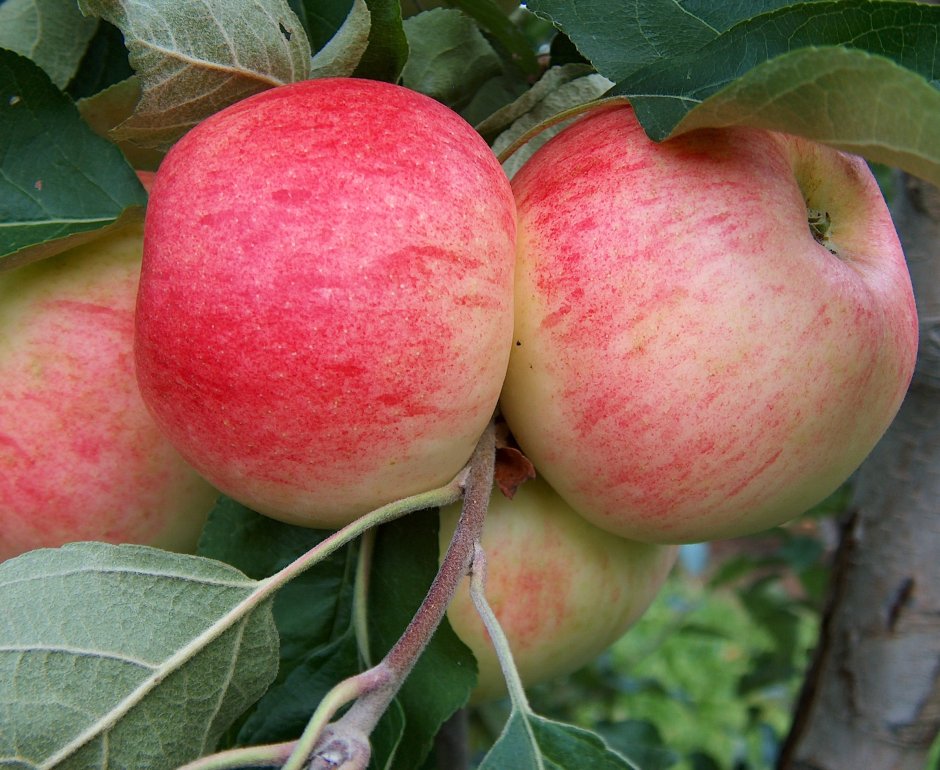 Алтайский сувенир яблоня