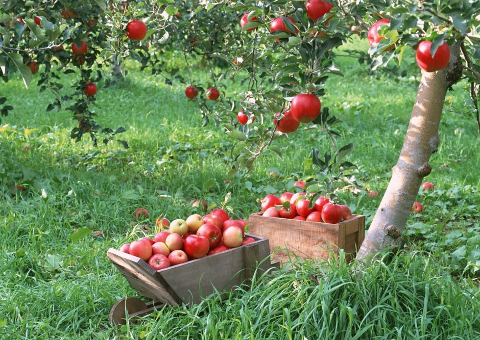 Девушка собирает яблоки